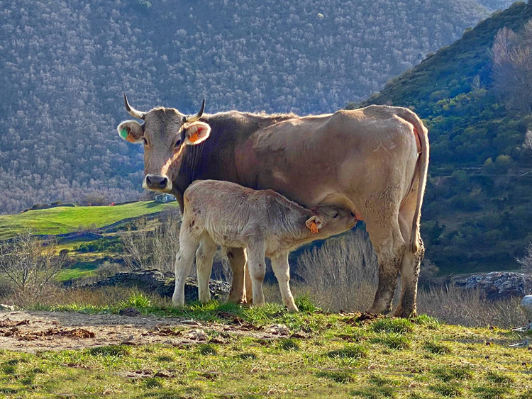 Carne de Ternera de ganadería propia